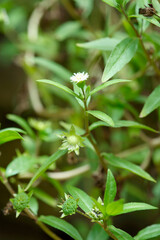 green leaves in the garden