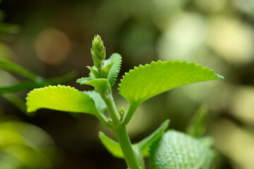 close up of a green leaf