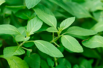 close up of fresh green leaves
