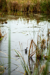 Small Water Bird Swimming Among Reeds In Wetland