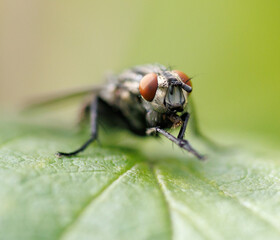 A fly is on a leaf