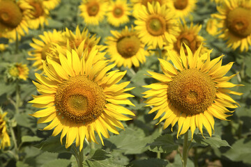 Fototapeta premium field of sunflowers in summer
