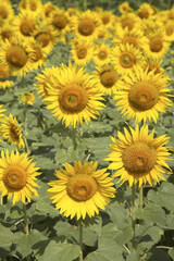Fototapeta premium field of sunflowers