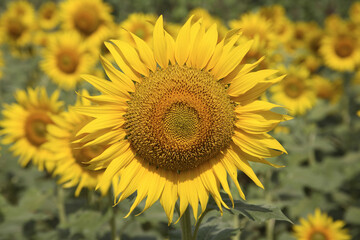 Obraz premium field of sunflowers