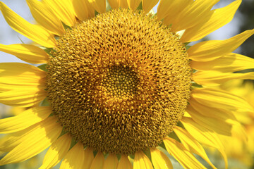 sunflower isolated on white