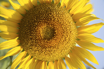 sunflower close up