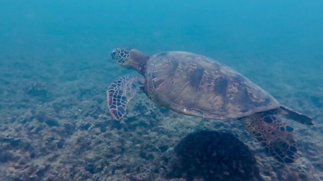 A graceful sea turtle swimming peacefully through the blue ocean, captured in close-up detail.