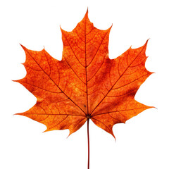 Fototapeta premium Changing leaves in Autumn PNG concept. A detailed maple leaf with vibrant autumn colors and intricate vein patterns.