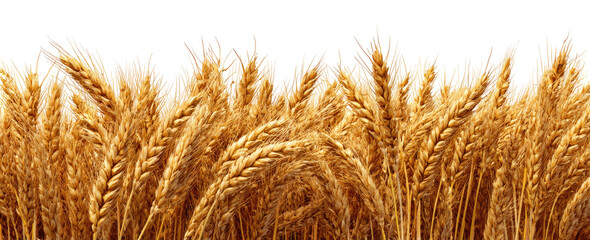 Golden wheat heads in a close-up view