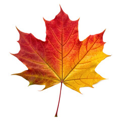 Fototapeta premium Changing leaves in Autumn PNG concept. A vibrant autumn leaf showcasing red and yellow hues with intricate vein patterns.