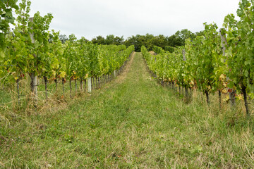 Beautiful European vineyard landscape with green vines, ripe grapes and rolling countryside hills