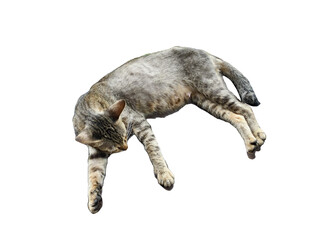 PNG file A peaceful cat in grey color lying down on the ground on transparent background PNG, easy to use.
