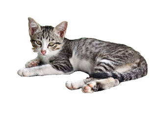 PNG file A serene kitten with a patterned coat lies down, relaxing with gentle gaze. The kitten features a combination of grey and white fur. on transparent background PNG, easy to use.