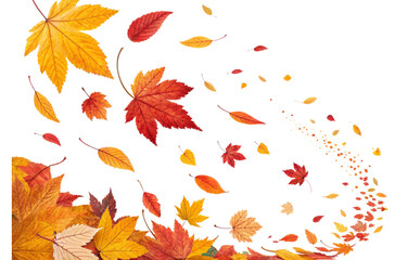 Obraz premium Autumn leaves falling with a black background and a corner full of colorful leaves in the lower left