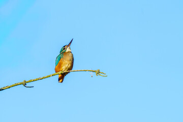 zimorodek siedzi na gałęzi na tle błękitnego nieba © Henryk Niestrój