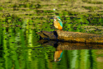 zimorodek siedzi na drzewie przy wodzie © Henryk Niestrój