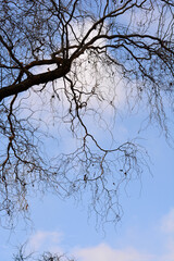 Dragons claw willow bare branches against blue sky - Latin name - Salix matsudana Tortuosa