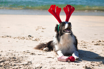 dog with reindeer antlers hat at christmas on the beach