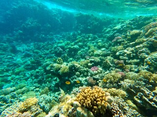 Schnorcheln in Ägypten