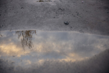 A puddle reflects a cloudy sky and a tree. The surface is wet and shows ripples. The scene captures a tranquil moment in nature.
