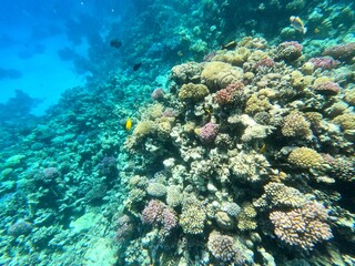 Schnorcheln in Ägypten