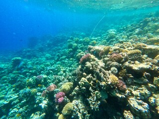 Schnorcheln in Ägypten