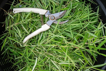 Full frame shot of Thyrsostachys siamensis Gamble (or silver bamboo leaf) leaves after cutting it for cat. This plant is natural medicine for cats to eat.