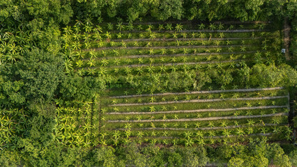 Aerial view of banana plantation field in Thailand. Banana trees, belonging to the Musa genus, are tropical plants known for their iconic fruit and large, lush leaves.