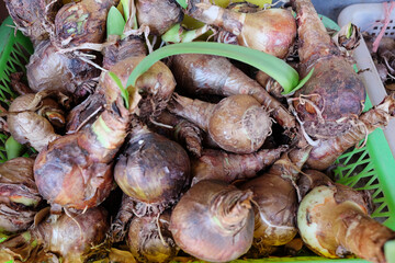 Ginger and galangal shoots or roots, a type of plant found in the forest, are sold in the plant market in Thailand