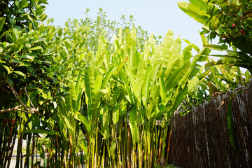 Obraz premium Fresh green leaf of Heliconia flowers and forest of garden in tropical resort in Thailand. Travel of Asian