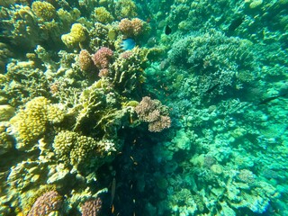 Schnorcheln in Ägypten