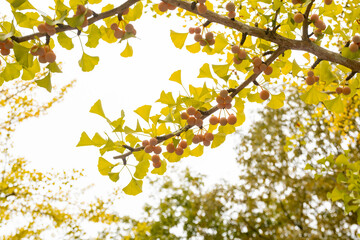 yellow ginkgos on tree
