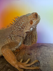Close up of a juvenile red iguana. Focus on The Iguana spikes, eyes and scales.
