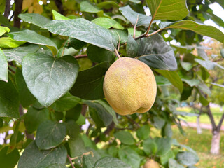 Quince tree, fruit quince tree with green leaves