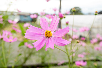 pink cosmos flower