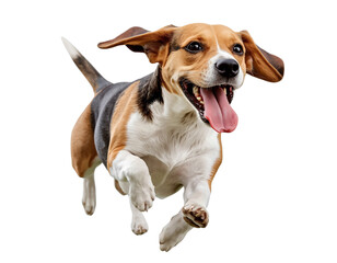 Playful Beagle Running with Tongue Out, Side Profile, Isolated PNG