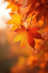 Beautiful fall season background with glowing autumn leaves