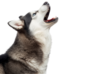 Copy of Copy of Untitled - Husky Dog Howling with Head Tilted Up, Front-Side View, Isolated