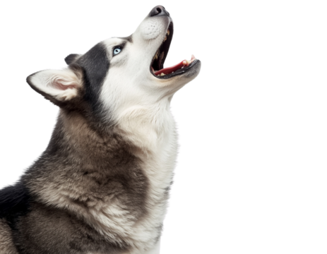 Copy of Copy of Untitled - Husky Dog Howling with Head Tilted Up, Front-Side View, Isolated