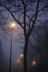 Foggy city street at twilight, trees and lampposts