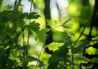 Lush green leaves bathed in sunlight, filtered through trees