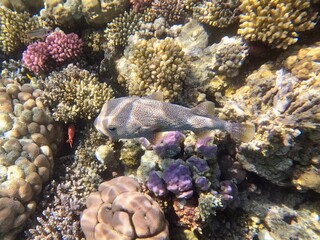 Schnorcheln in Ägypten