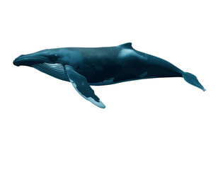 Obraz premium Whale Swimming Above Ocean Surface, Aerial Drone View, Isolated on Transparent Background
