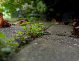 Clover seedlings growing through the pavement blocks, natural lighting outdoors