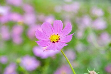pink cosmos flower