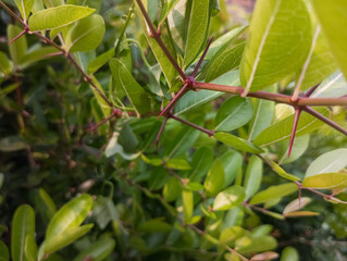 Rigid and sharp Thorn on Carissa Carandas Tree