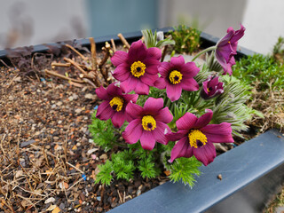 Pulsatilla is a herbaceous plant with many species that are ornamental and have beautiful flowers of various colors in spring. It is also a poisonous plant and a medicinal plant.