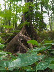 A big tree roots spread across the ground