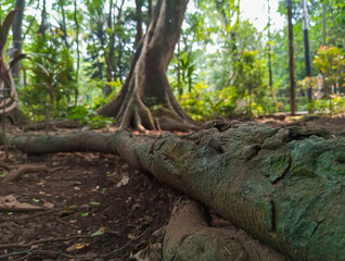 A big tree roots spread across the ground