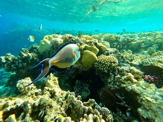 Schnorcheln in Ägypten